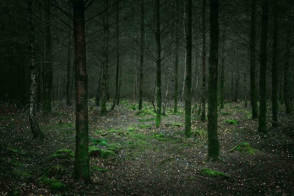 Ellie Davies photography stars on the forest floor buy here Gilman Contemporary Sun Valley art gallery Idaho