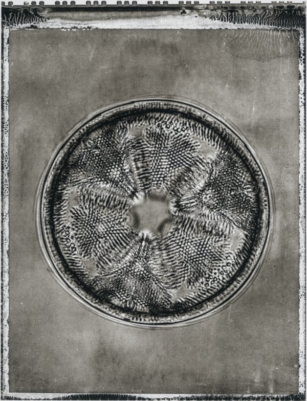 Jan C Shlegel Life on Earth Plate 1 Black and White photo