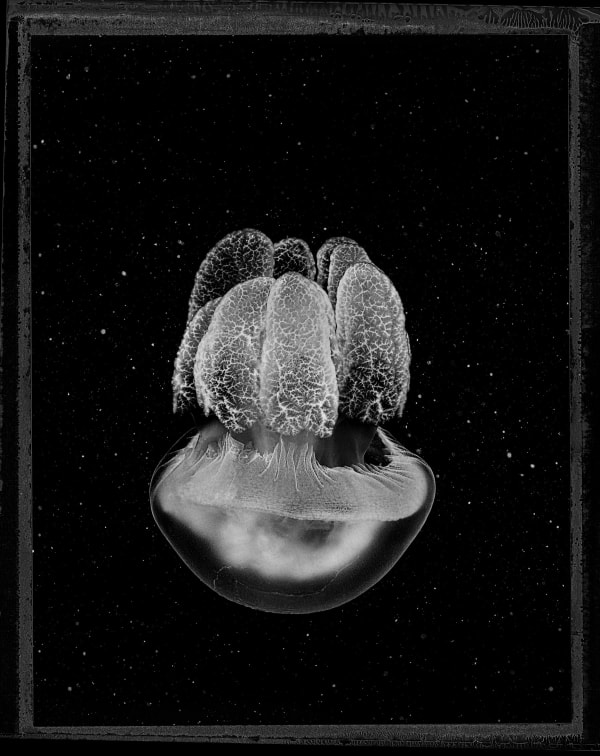 Jan C Schlegel, Catostylus azanii sp. nov., Plate II