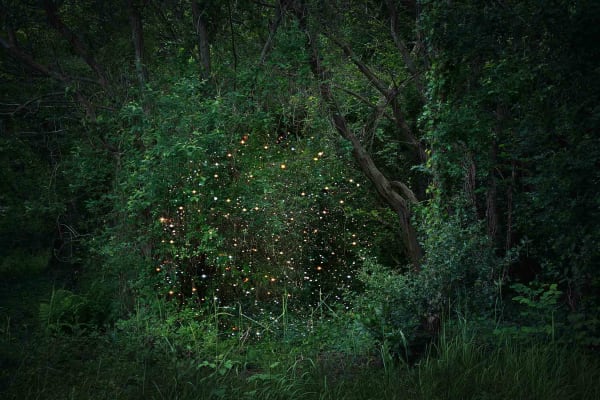 Ellie Davies photography Stars series buy work here Sun Valley art gallery Gilman Contemporary