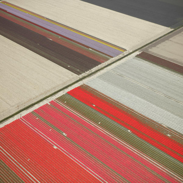 David Burdeny photograph aerial tulip field red stripes