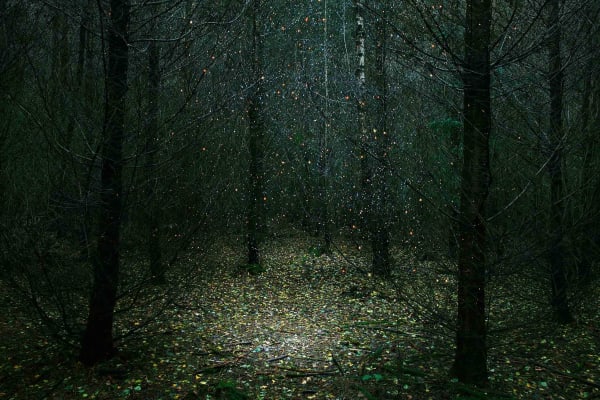 Ellie Davies stars series stars set in the deep woods of England at Gilman Contemporary Sun Valley art gallery