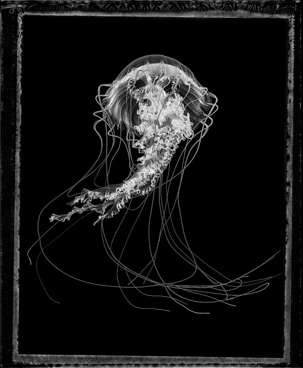 Jellyfish jan schelgel platinum print at gilman contemporary sun valley