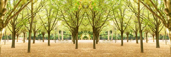 Laurie Victor Kay tree photo in luxembourg