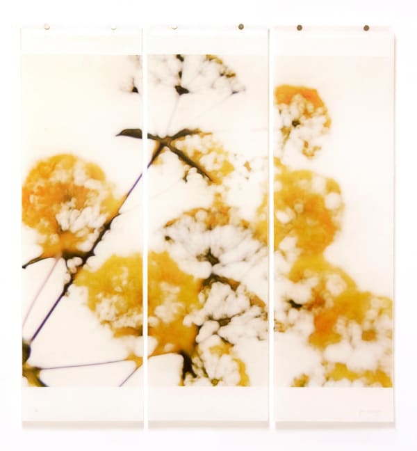 yellow wild fennel blooms by Jeri Eisenberg