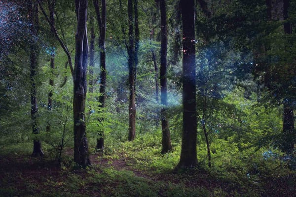 UK photographer Ellie Davies mystical English forest buy originals here Gilman Gallery Sun Valley Contemporary art