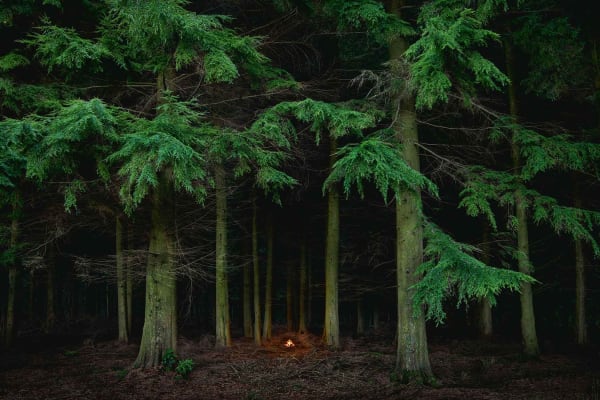 UK photographer Ellie Davies forest fire English countryside buy here Gilman Contemporary Sun Valley art gallery