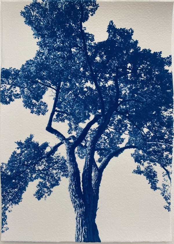 dora somosi tree photograph cyanotype louisa may alcott