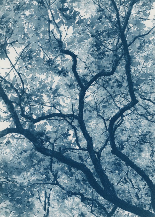 Modern Cyanotype, Dora Somosi, NY artist, Gilman Contemporary