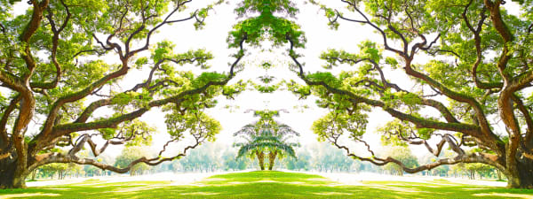 historic tree photo in thailand by Laurie Victor Kay