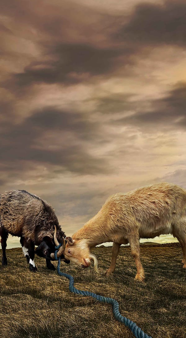 Goats butting heads photograph Tom Chambers original art Sun Valley Contemporary art Gilman gallery