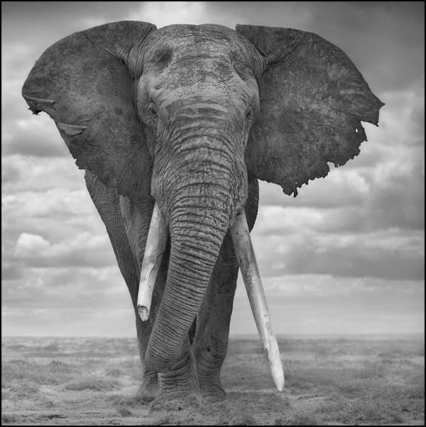 Nick Brandt, Elephant Sails, Amboseli, 2008