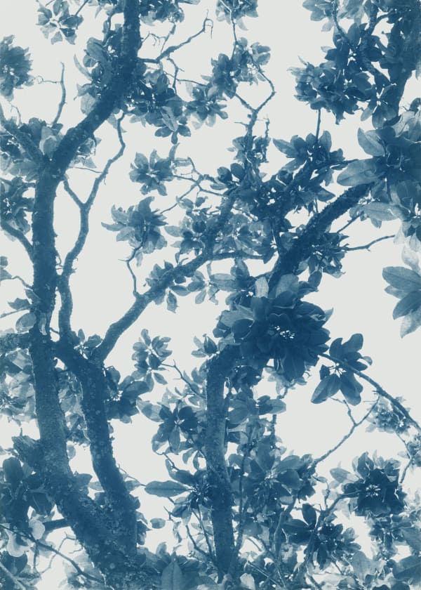 Imogen cunningham photograph of magnolia tree in her hometown