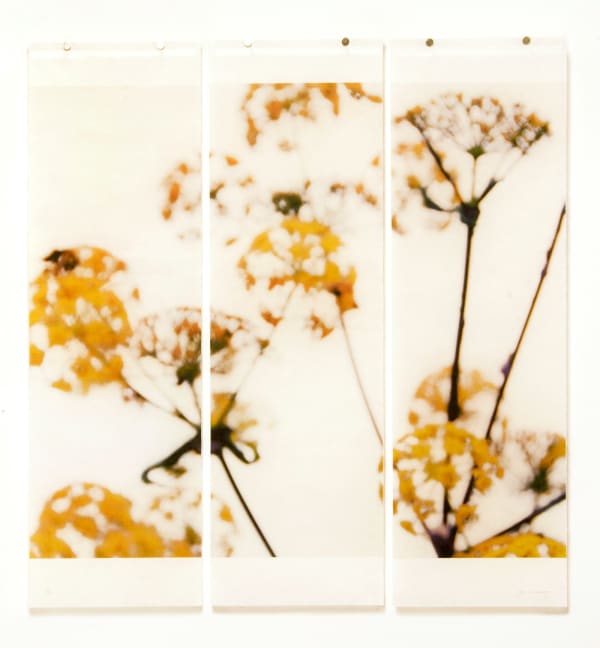 three panel waxed paper image of wild flower by Jeri Eisenberg