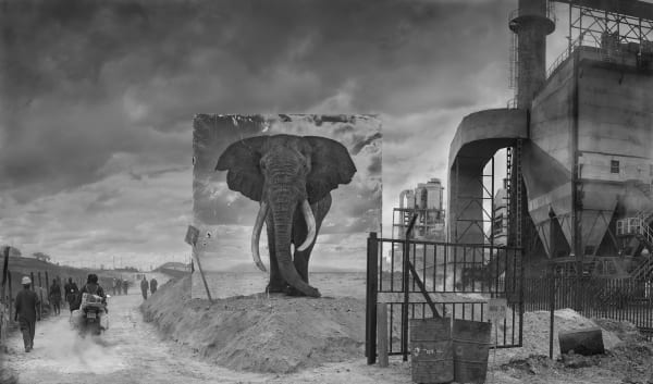 Elephant factory Inherit the dust series English artist Nick Brandt buy at Gilman Contemporary Sun Valley art gallery