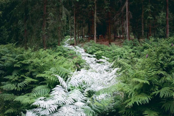 Ellie Davies photography English country side fern trail buy here Gilman Contemporary Sun Valley Idaho art gallery