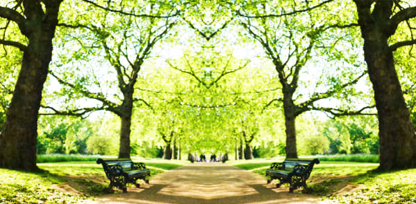Photograph London trees Laurie Victor Kay buy work here