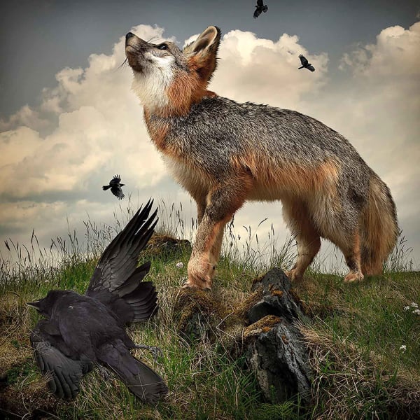 Iceland fox photograph Tom Chambers buy here now Gilman Contemporary Sun Valley art gallery