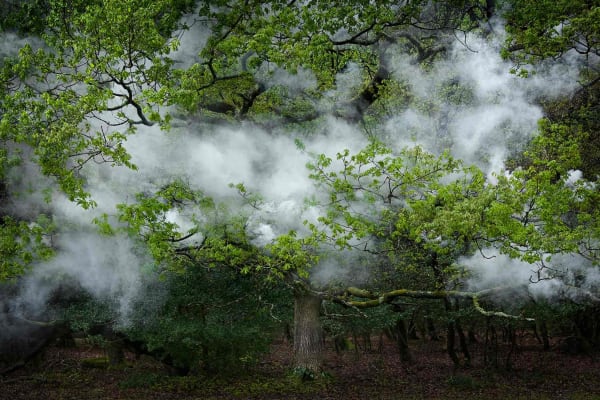 Ellie Davies Between the Trees chromogenic print photograph of a forest and fog at Gilman contemporary gallery