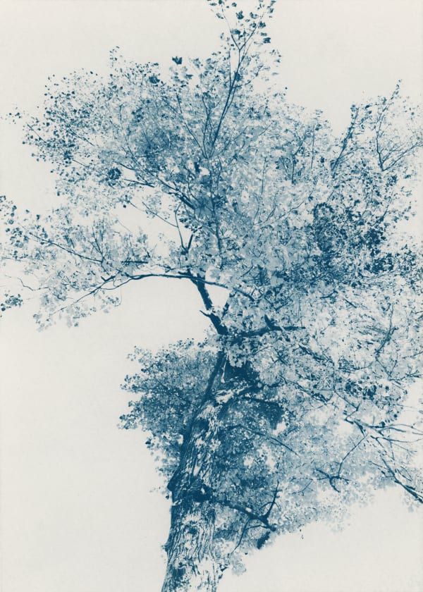 Dora Somosi, NY artist, Contemporary Cyanotypes