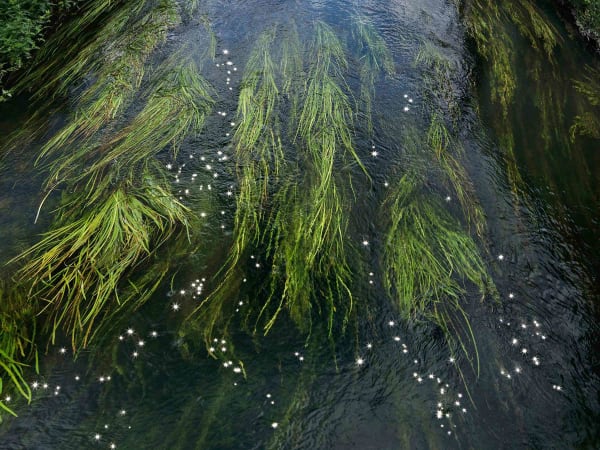 Ellie Davies photographs Chalk Streams series buy here Gilman Contemporary Sun Valley art gallery