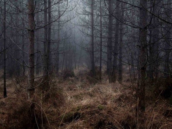 Foggy English forest photograph Ellie Davies original artwork buy here Gilman Contemporary Sun Valley art gallery