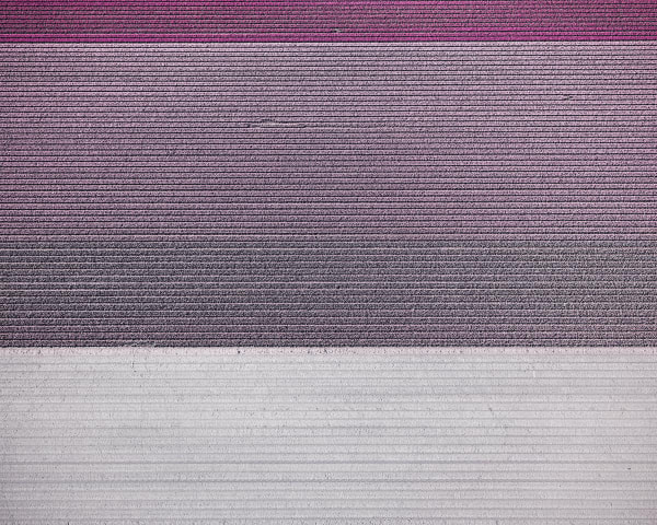 David Burdeny photograph aerial tulip field purple