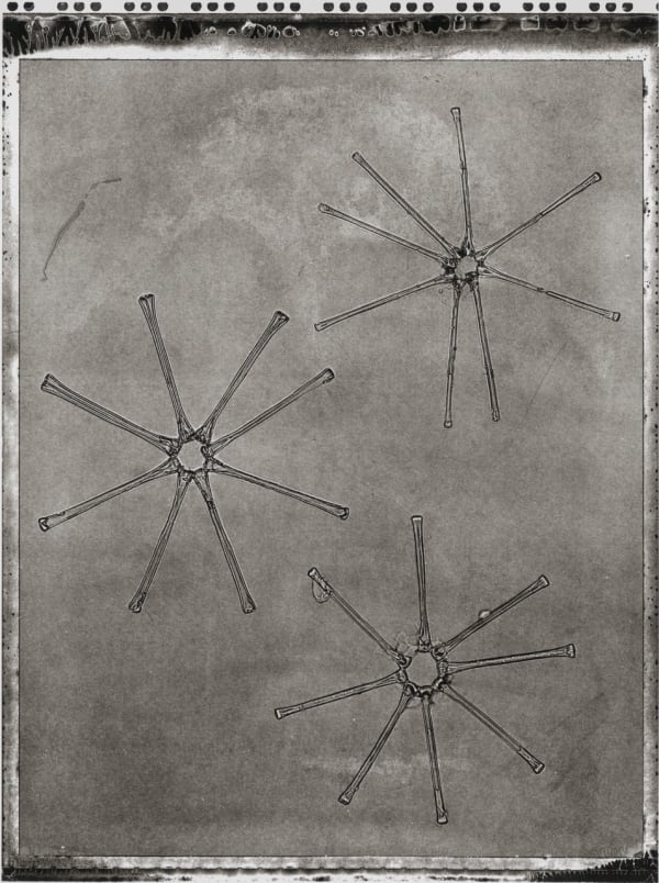 Handmade platinum print of Life on Earth by Jan C Schlegel