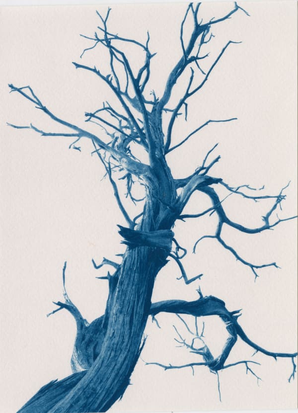 Dora Somosi cyanotype photography blue and white tree portrait