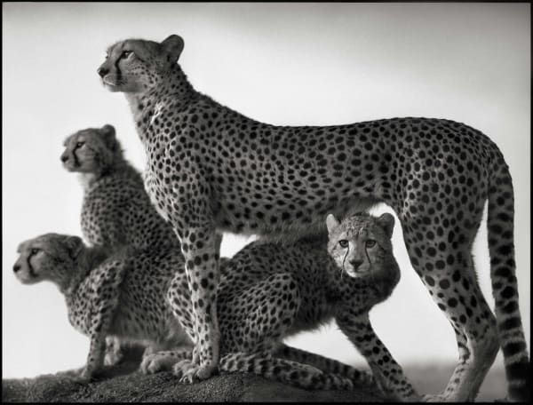 Nick Brandt, Cheetah and Cubs, Maasai Mara, 2003