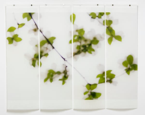 Jeri Eisenberg, Dogwood (White) No. 3