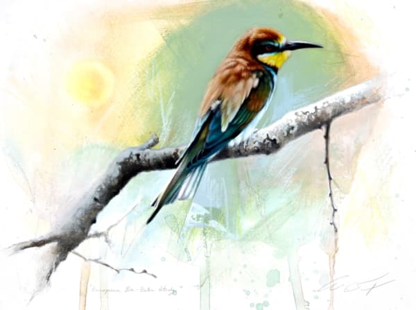 Andrew Denman, European Bee-Eater Study