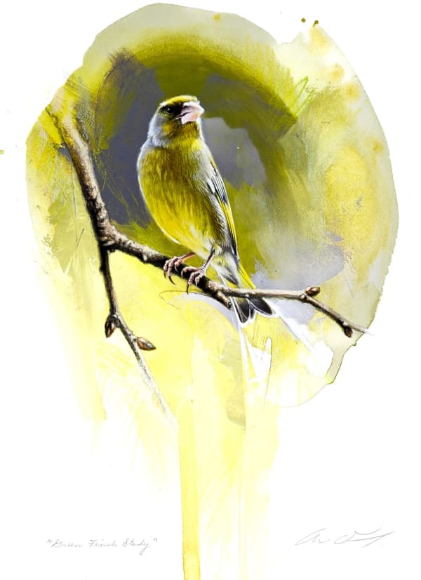Andrew Denman, Green Finch Study