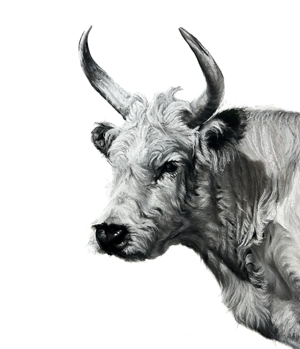 Lucy Boydell British, (Contemporary)The Chillingham Bull Signed 'Lucy Boydell' lower right Charcoal and Chalk 75 x 65 cms / 29½ x 25½ inches
