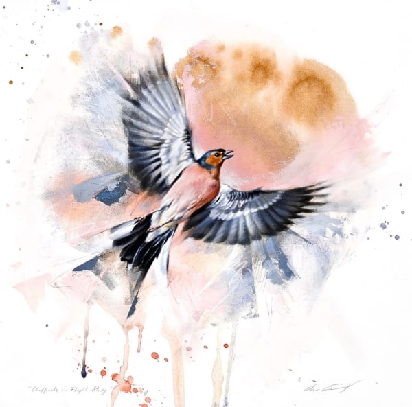 Andrew Denman, Chaffinch in Flight Study