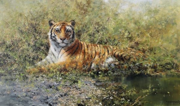 David Shepherd At Rest, Yet Alert - Watchful Tiger, 2001