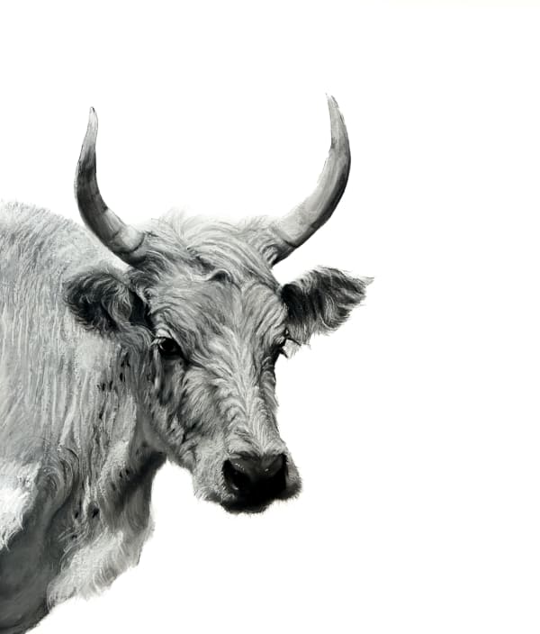 Lucy Boydell British, (Contemporary)The Chillingham Cow Signed 'Lucy Boydell' (lower left) Charcoal and Chalk 75 x 65 cms / 29½ x 25½ inches