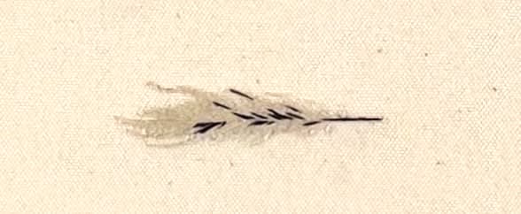 White feather (not forgotten) Domino Whisker