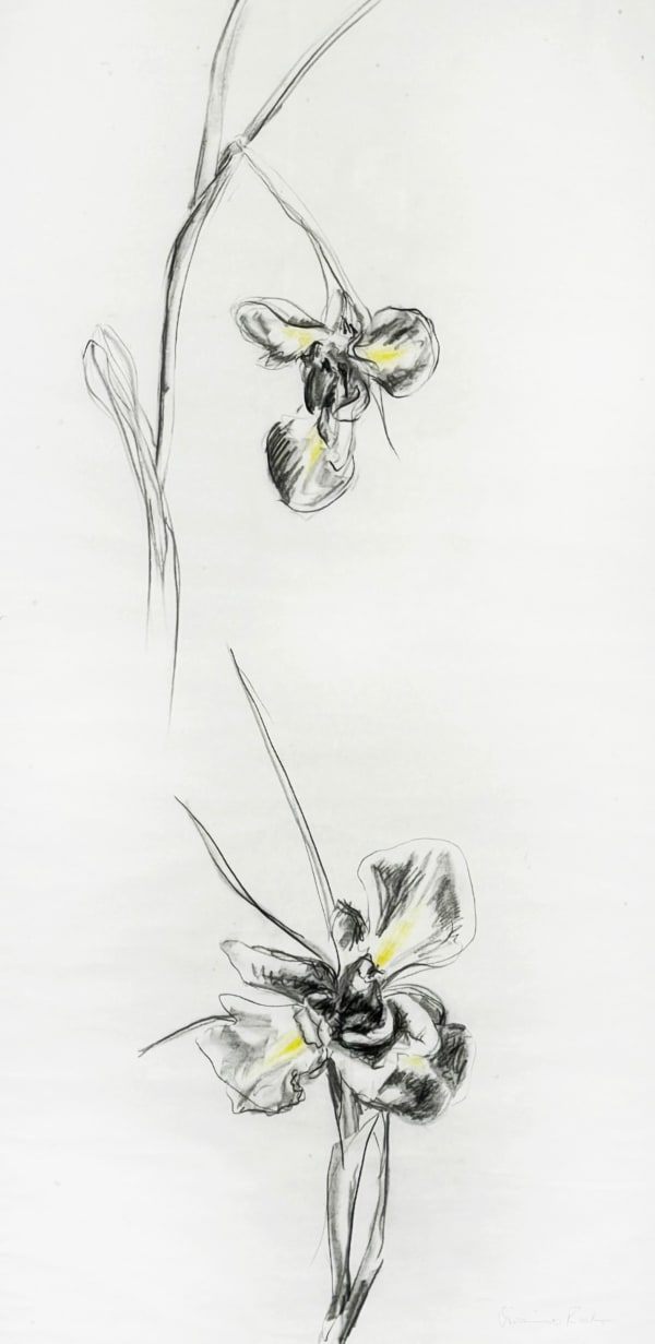 Iris II Vivienne Roche