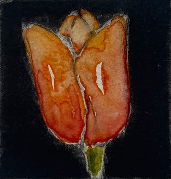 Martin Napier - Tulip II