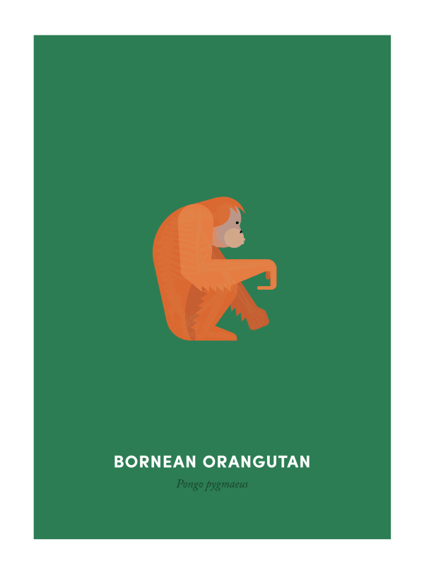 Under the Skin, Bornean Orangutan, 2016
