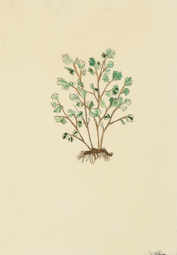 Christine Borland, Asplenium Adiantumnigrum, 2002