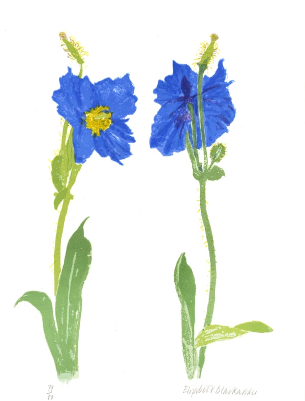 Elizabeth Blackadder, Meconopsis, 2011