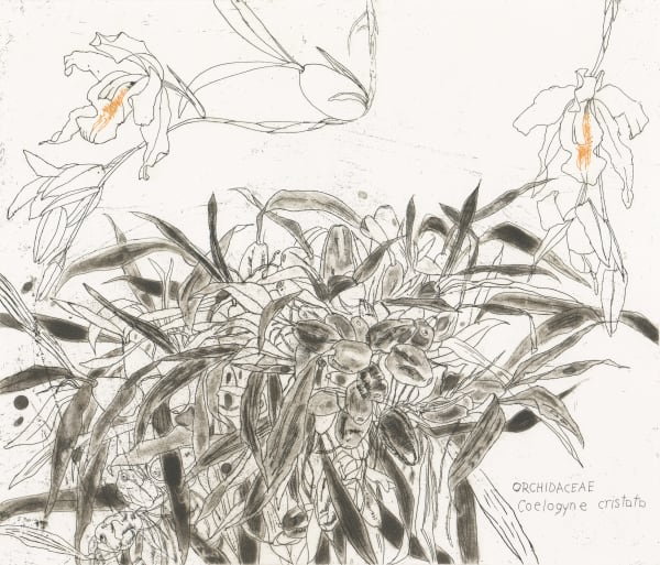 Elizabeth Blackadder, Orchidaceae Coelogyne Cristata, 1999