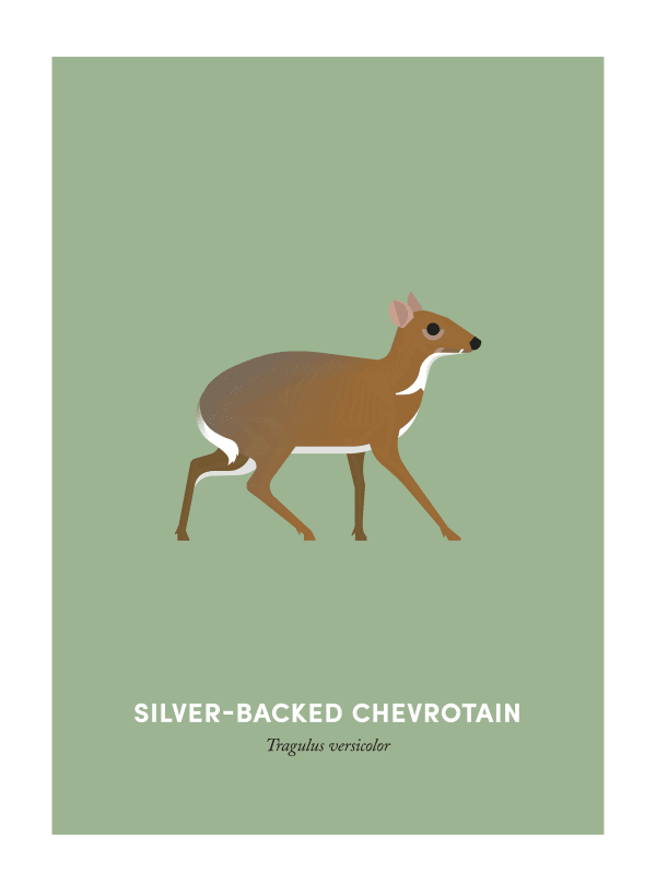Under the Skin, Silver-Backed Chevrotain, 2019