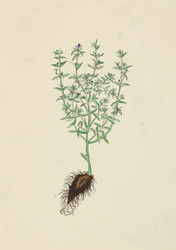 Christine Borland, Satureja Montana, 2002