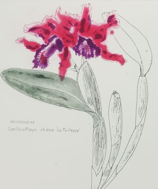 Elizabeth Blackadder, Orchidaceae Laeliocattleya Chinco ‘La Tuilerie', 2009