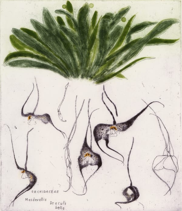 Elizabeth Blackadder, Orchidaceae Masdavallia Dracula Bella, 1993