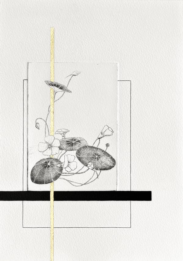 Maria Bygrove - Nasturtium, 2025