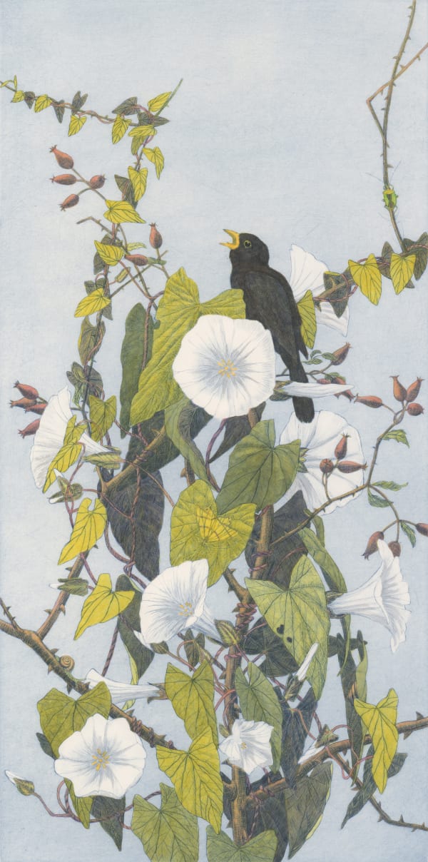 Chris Allan, The Blackbird, 2016